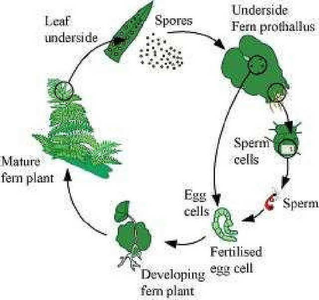 NCERT Solutions Class 11th Biology Chapter 3 Plant Kingdom