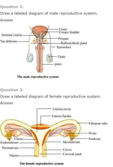 Blank Diagram Of Human Reproductive Systems - Labeled Respiratory